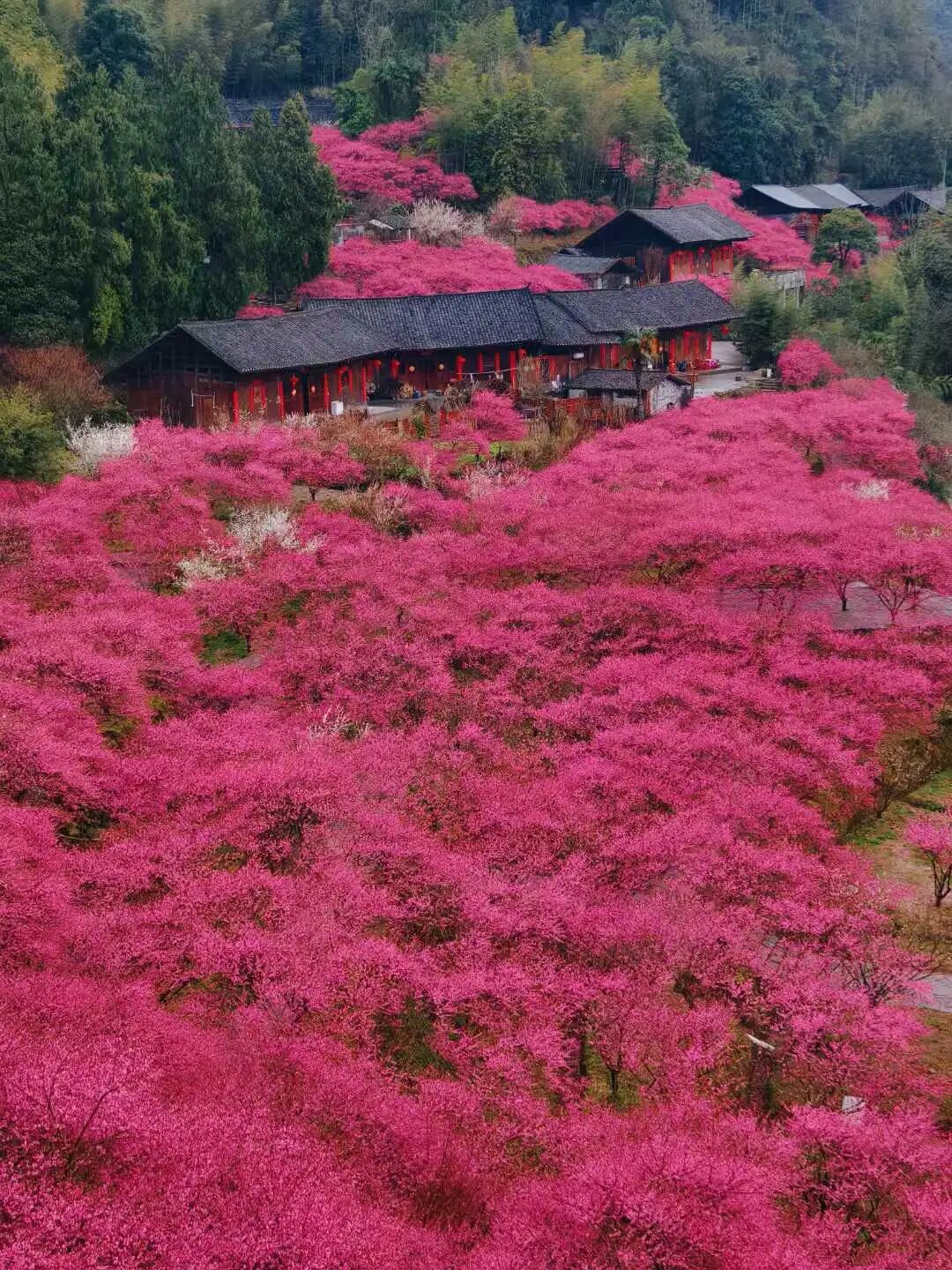 2027年3月1日花生老师带你走进湘西永顺陈家坡梅园+惹巴拉+八面山!仅限5人!