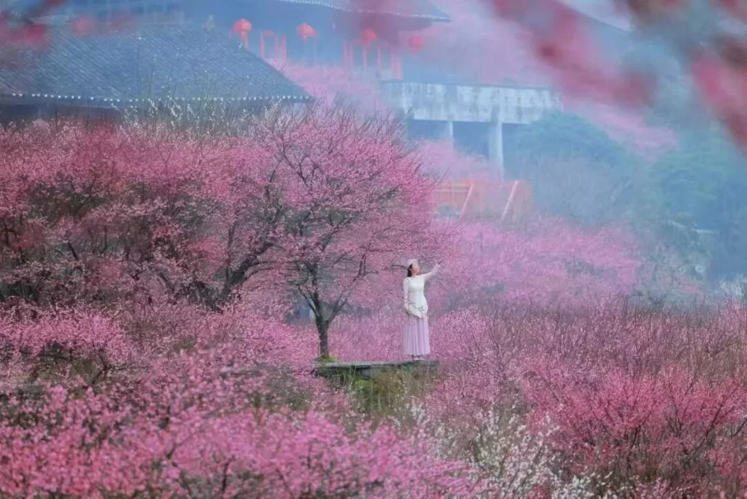 2027年2月22日玲子老师带你走进湘西永顺陈家坡梅园+芙蓉镇!仅限5人!