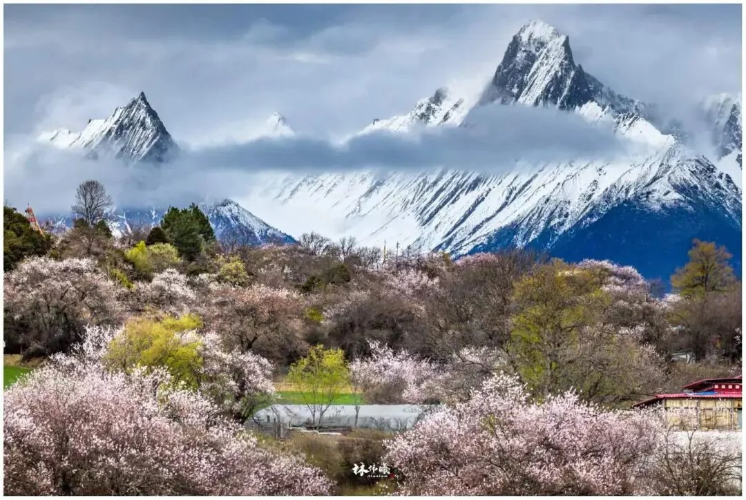 2027年，我们再度出发！3月30日林伟曦老师定格林芝桃花、追光南迦巴瓦日照金山、来古蓝冰、巴松错、拉萨日光圣城11天光影之旅