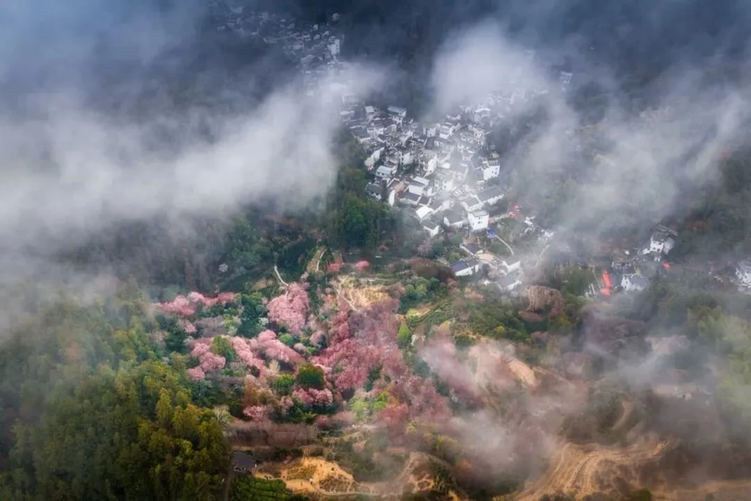 徽州寻梅，2027年2月15日林伟曦老师带队皖南卖花渔村梅花・阳产土楼云海，邂逅水墨徽州早春！