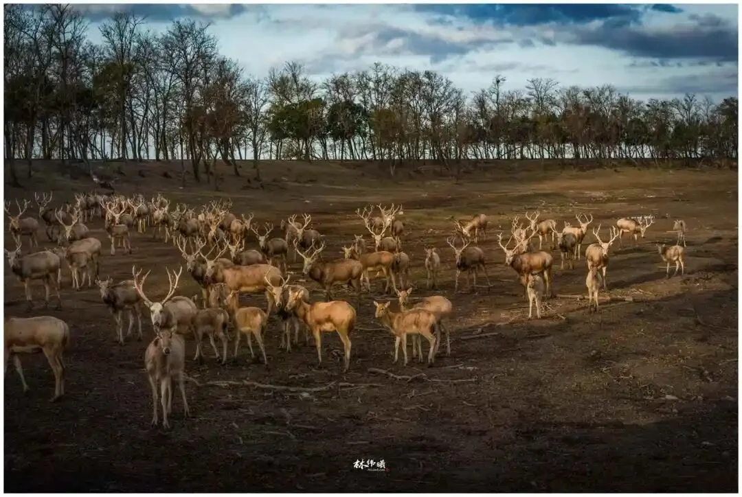 探秘东方肯尼亚！11月18日林伟曦老师带队江苏盐城，野鹿荡麋鹿、条子泥鸟浪、红海滩4天团【航拍+单反】